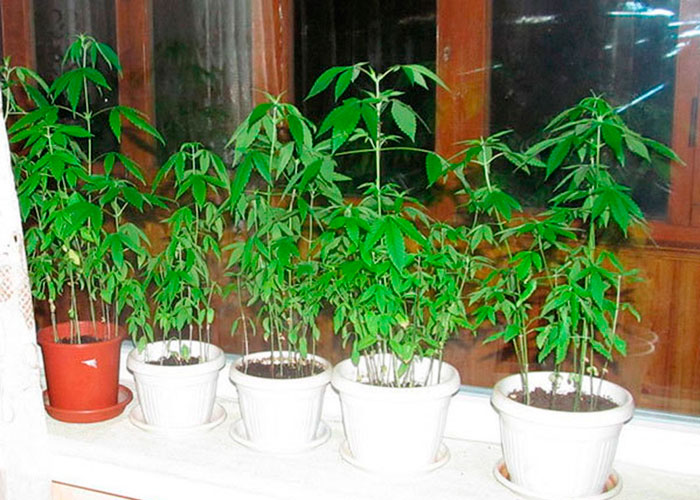 Советы и рекомендации по выращиванию в помещении