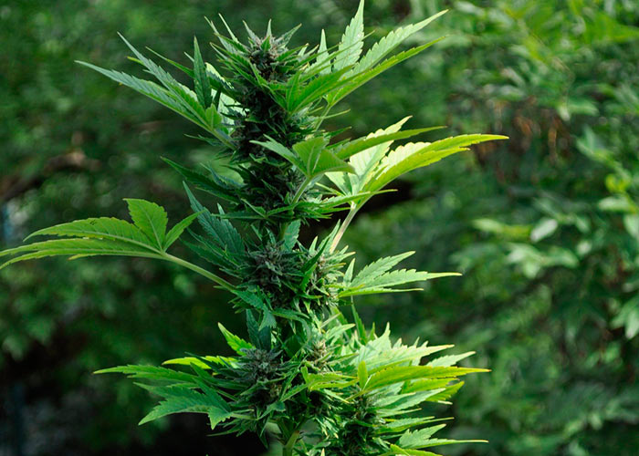 Auto Lowryder2 feminised