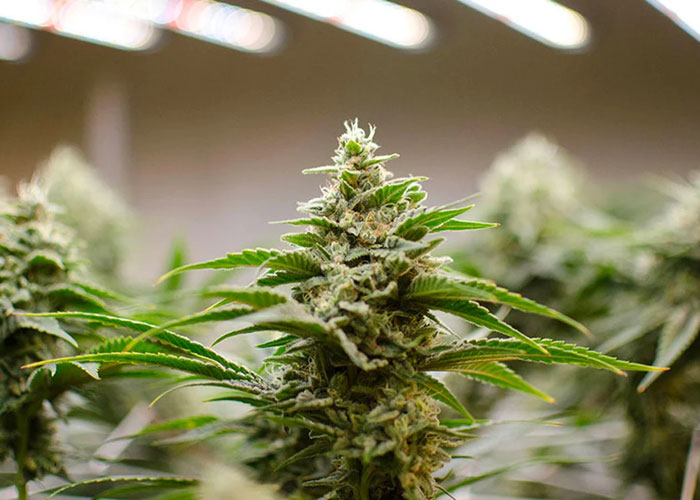 CBD от семян до урожая