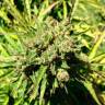 семена конопли курьером Auto Somango feminised