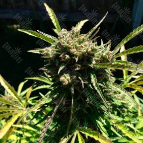 Auto Somango feminised Ganja Seeds