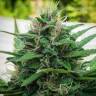 семена конопли почтой Anubis regular Ganja Seeds