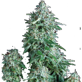 Anubis regular Ganja Seeds