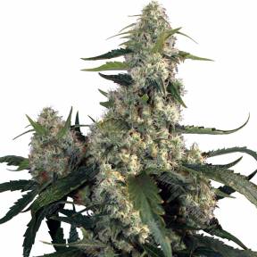 Buddha's Sativa feminised Ganja Seeds