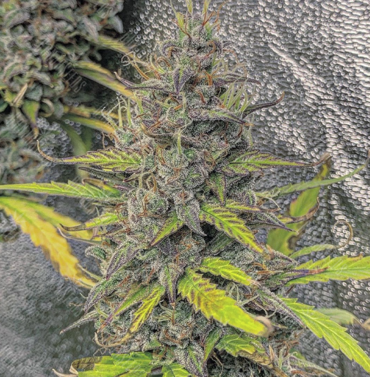 элитные сорта семян конопли Train Wreck feminised