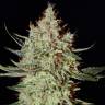 Train Wreck feminised Green House Seeds