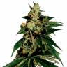 семена конопли Россия Train Wreck feminised Green House Seeds