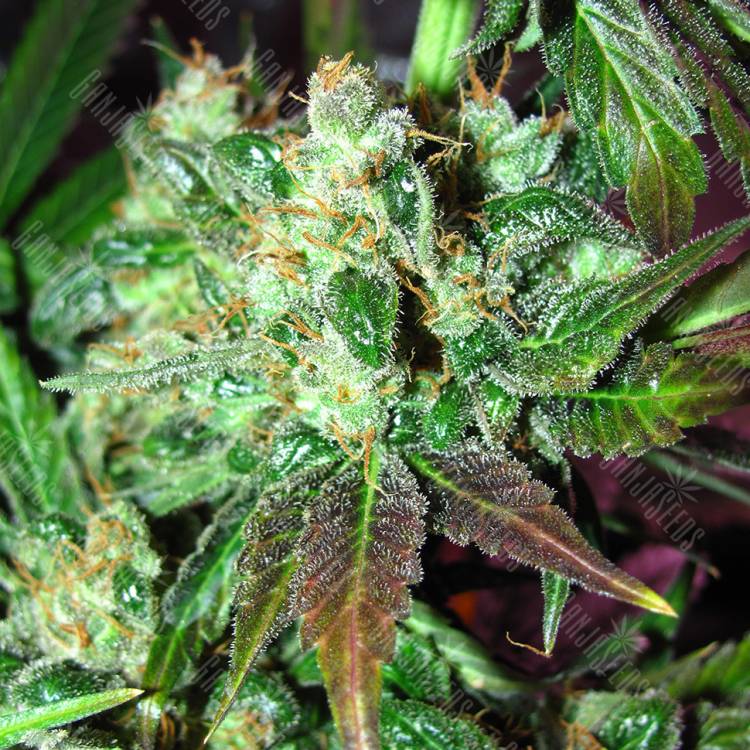 Critical Orange Punch feminised Dutch Passion Seeds