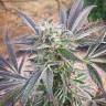 Fast Russian Purple feminised Breeders Community Seeds