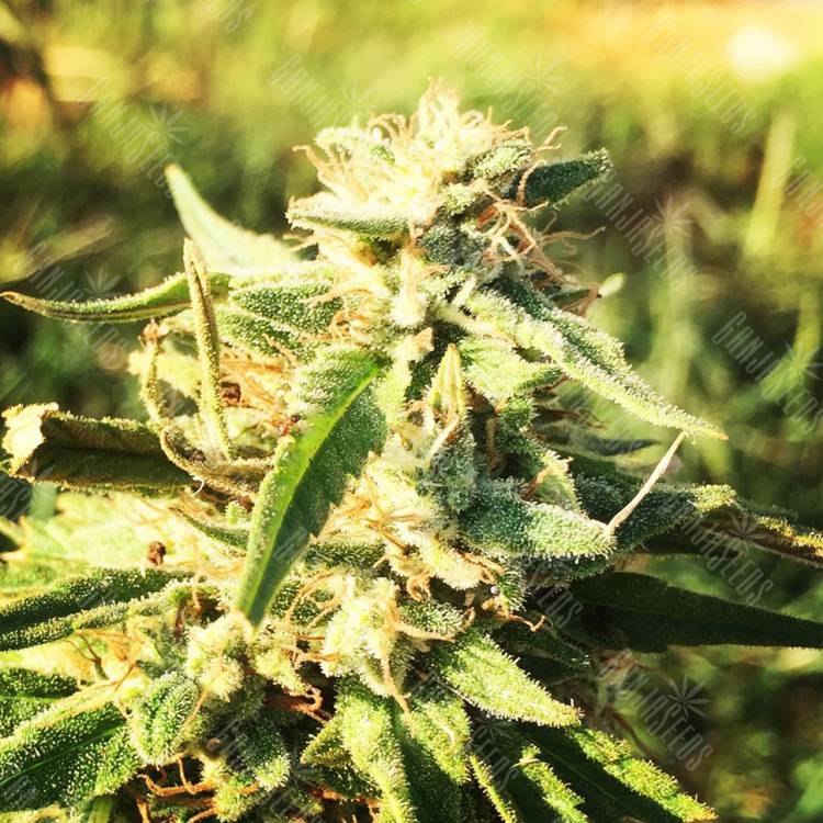 конопля семена сорта заказать CBD Caramel regular Barneys Farm