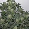 семена конопли в фирменной упаковке 707 Headband feminised Humboldt Seeds