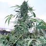 семена конопли для курения Crystal Candy feminised Sweet Seeds