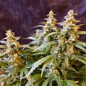 Auto Jack feminised GanjaLiveSeeds