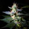 Качественные семена Auto Jack feminised GanjaLiveSeeds