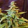 Семена конопли в России Auto Jack feminised GanjaLiveSeeds