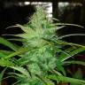 семена конопли аутдор Auto Diesel feminised