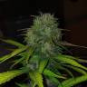 мощные семена конопли Auto Diesel feminised