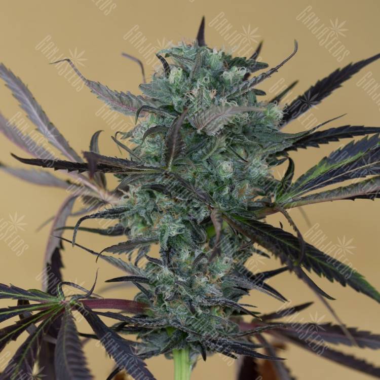 Chemdog feminised Ganja Seeds