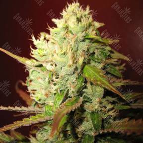 Lemon Skunk feminised Green House Seeds