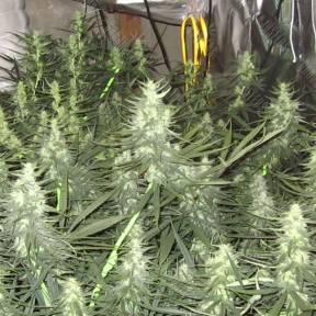 Desfran feminised Dutch Passion Seeds