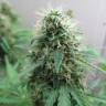 Jack Herer feminised Breeders Community Seeds
