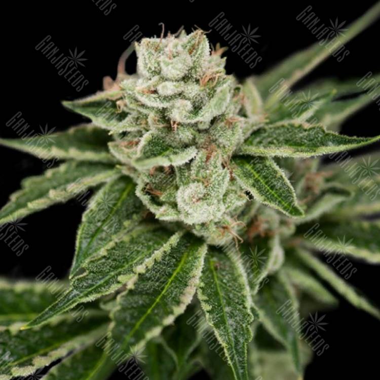 семена конопли аутдор Crocketts Dawg regular Crockett Family Farms