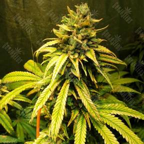 Lemon Garlic OG feminised Humboldt Seeds