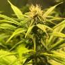 семена конопли курьером Power Flower feminised Royal Queen