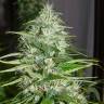 семена конопли в интернете Double White feminised Sweet Seeds