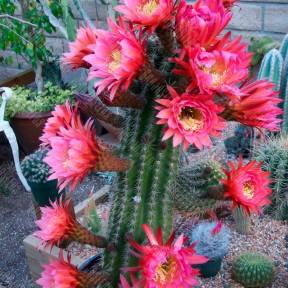 Trichocereus hybrid
