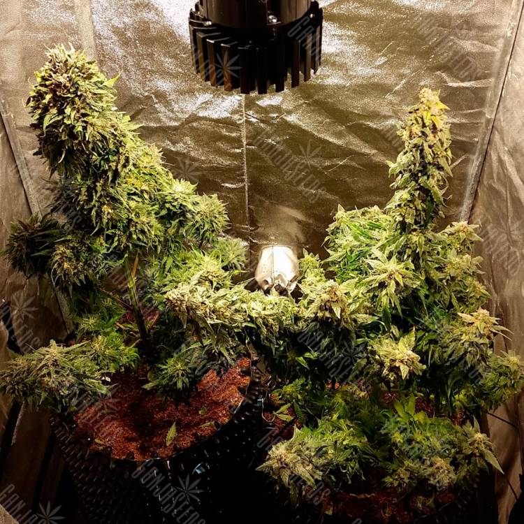 семена конопли автоцвет Auto Jack Herer feminised