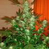 семена конопли феминизированные Auto Jack Herer feminised