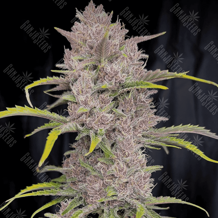 купить семена конопли на сайте Auto MIX regular