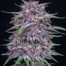Auto MIX regular Ganja Seeds