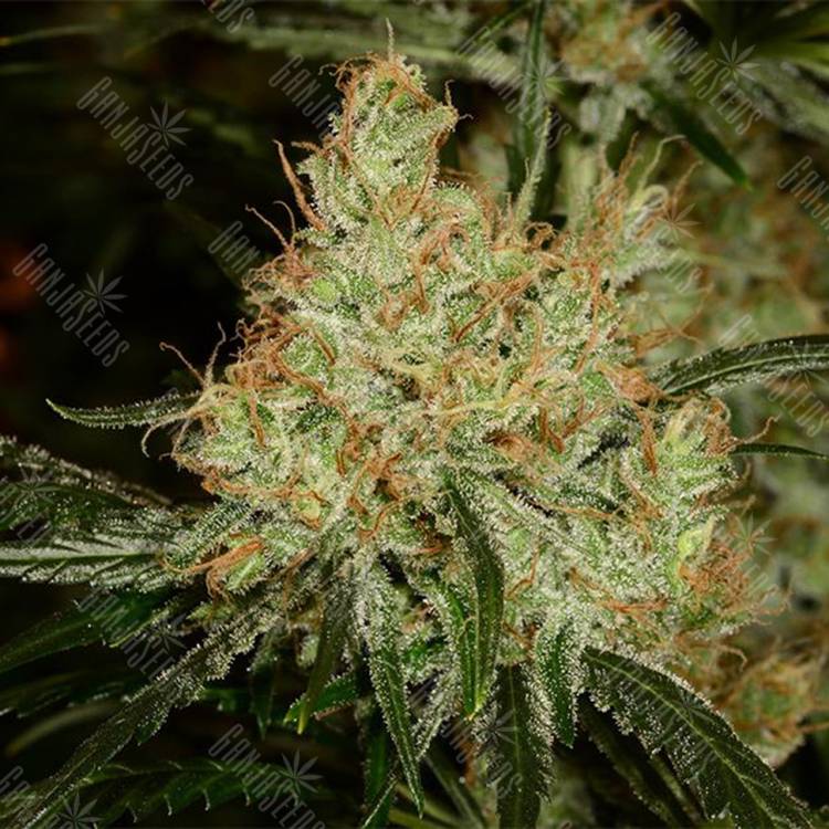 семена конопли индика K-Train feminised Green House Seeds