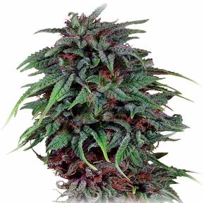 Durban Poison feminised Dutch Passion Seeds