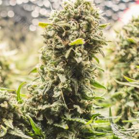 Kali Express feminised Breeders Community Seeds