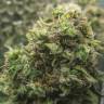 Kali Express feminised Breeders Community Seeds