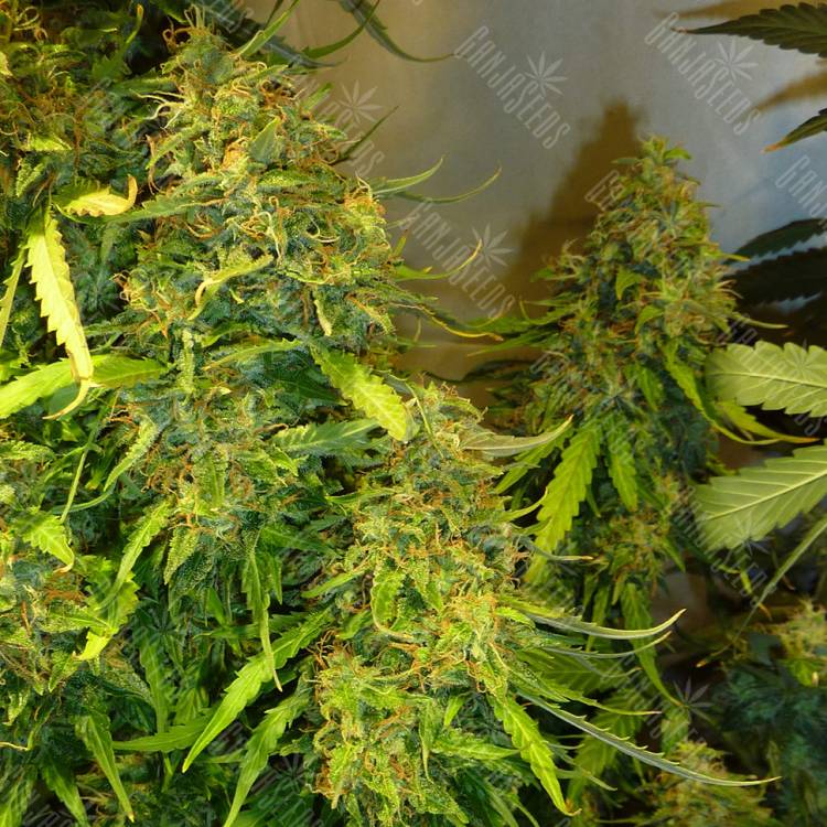 семена конопли интернет магазин Fast Bud regular Ganja Seeds