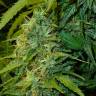 семена сортовой конопли Fast Bud regular Ganja Seeds