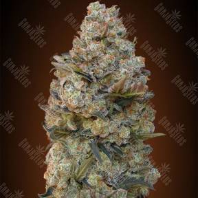 Female Collection №1 feminised 00 Seeds