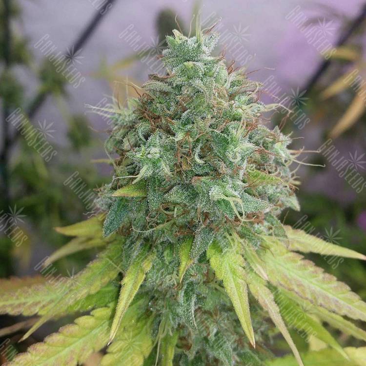 семена конопли в России G13 Haze regular Barneys Farm