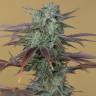 заказ семян конопли Москва Lemon Kush Headband feminised Humboldt Seeds