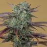 купить семена конопли Lemon Kush Headband feminised Humboldt Seeds