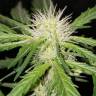 семена конопли интернет магазин Auto Bubblelicious feminised Nirvana Seeds