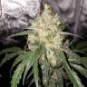 семена сортовой конопли Auto Bubblelicious feminised Nirvana Seeds