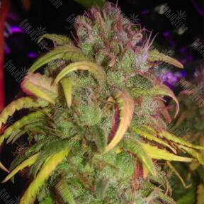 L.A. Amnesia feminised Paradise Seeds