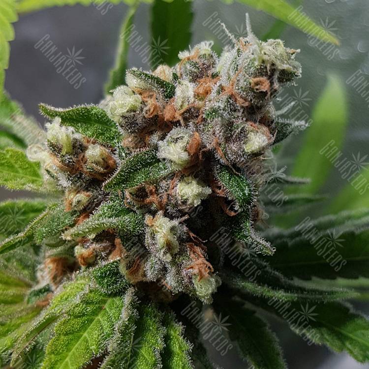 семена конопли в России Purple Queen feminised Royal Queen