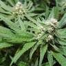 семена конопли Спб Purple Queen feminised Royal Queen
