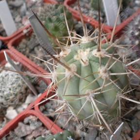 Trichocereus chilensis var. panhoplites